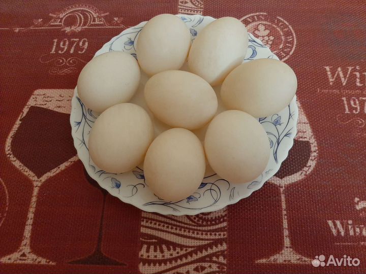 Утиное яйцо