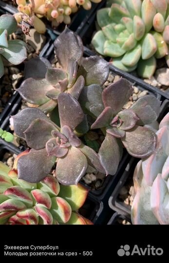 Корейские суккуленты