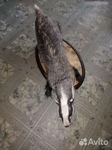 Чучело барсука