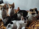 Стерилизованные кошки и коты объявление продам