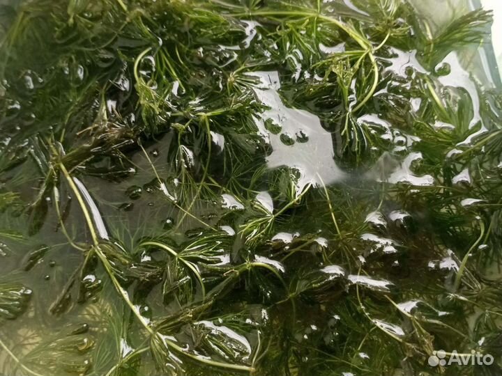 Креветки микс аквариумные растения