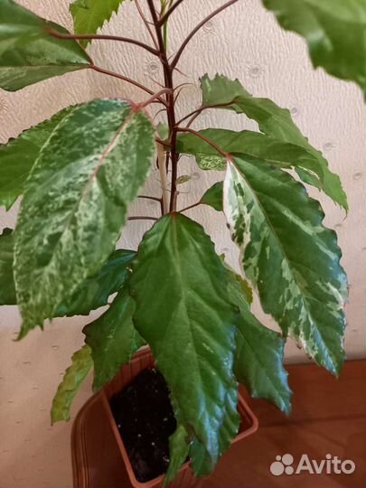 Гибикус -комнатная роза Снежная королева