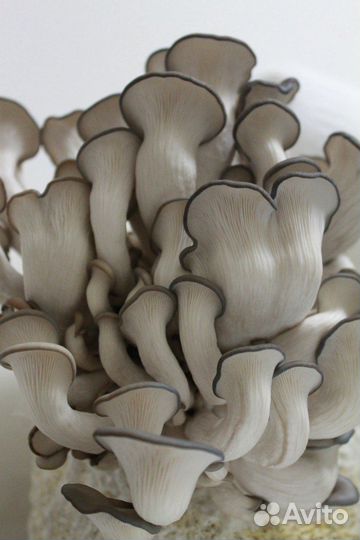 Мицелий грибов Вешенка интересно просто и вкусно