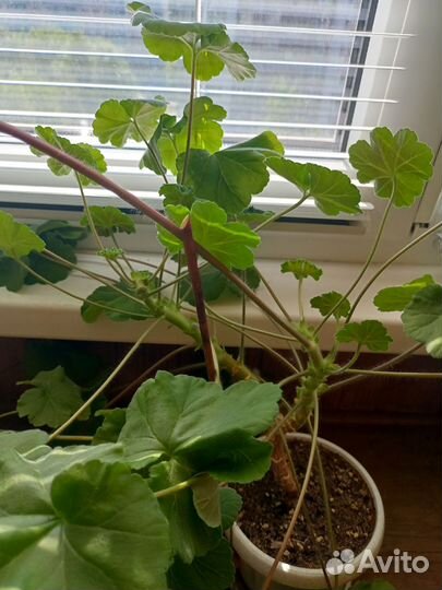 Пеларгония герань