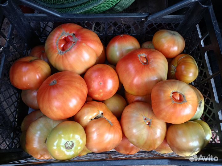 Помидоры