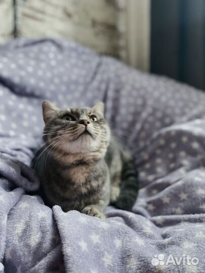 Малышка кошка ищет дом