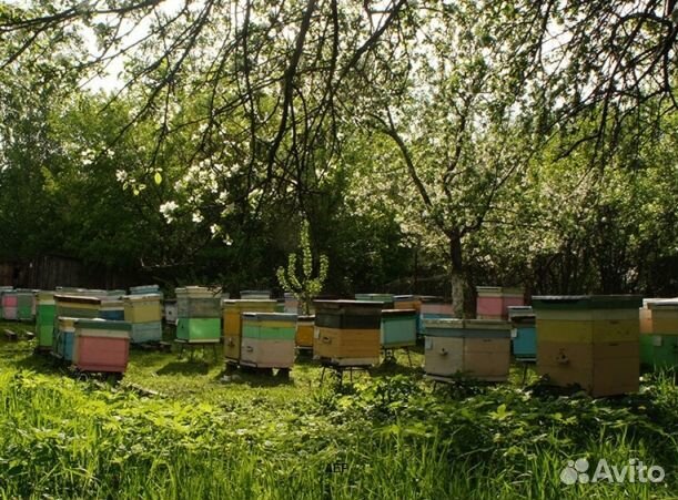 Мед 2024 года Алтайский опт