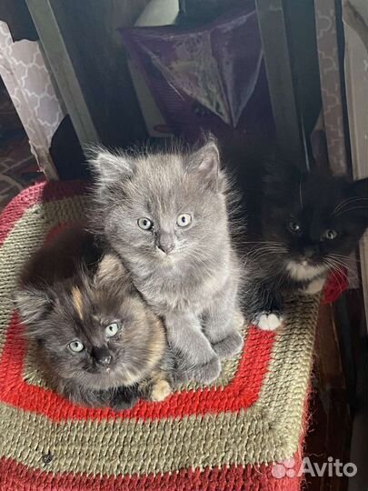 Котята в добрые руки