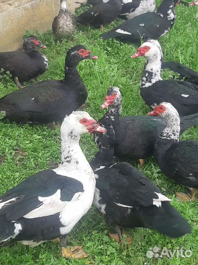 Утки селезень