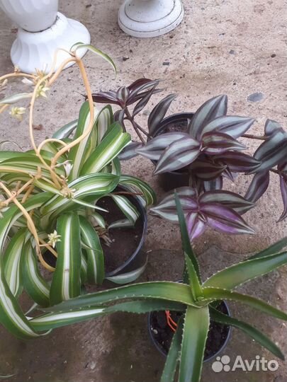 Комнатные цветы