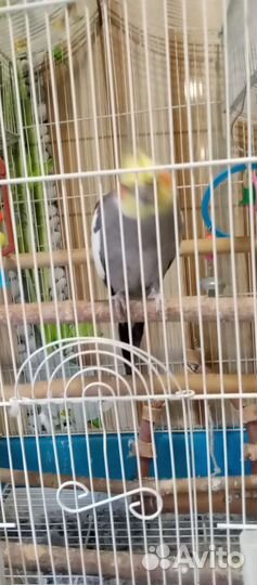 Ручной говорящий попугай