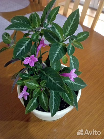 Эксклюзивные комнатные цветы