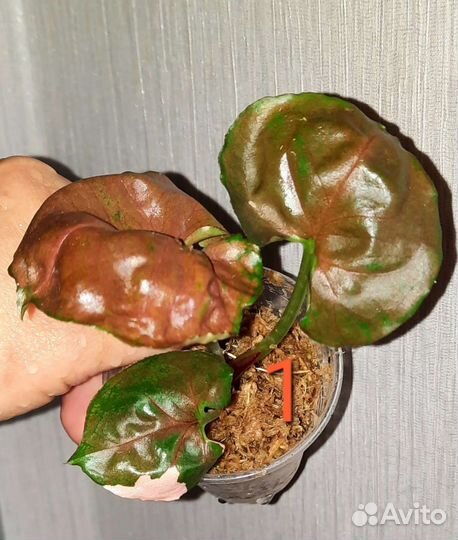 Сингониумы