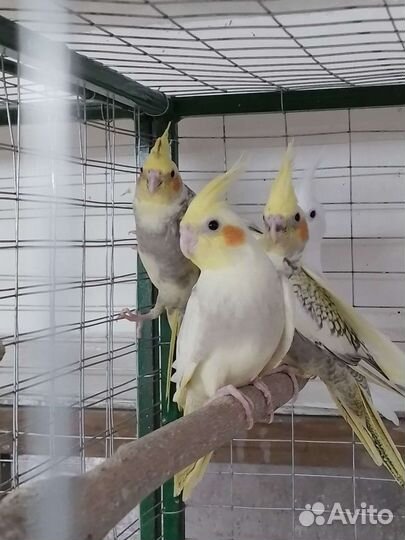 Попугай корелла