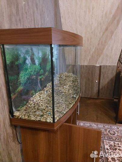 Аквариум с тумбой juwel 260 литров