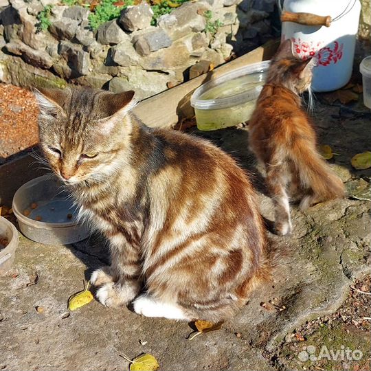Отдаю кошку в добрые руки