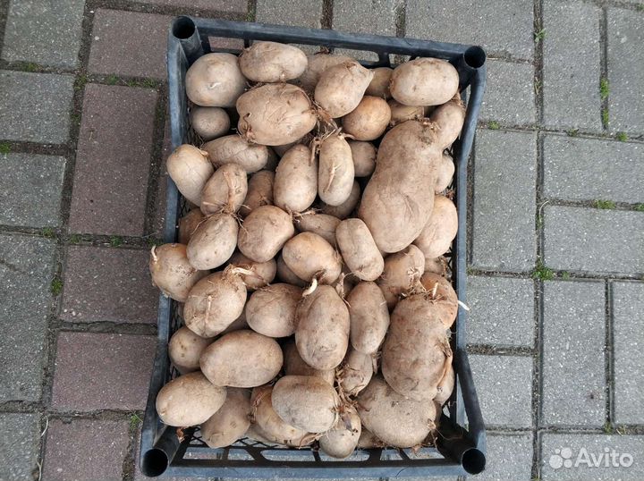 Картофель на семена