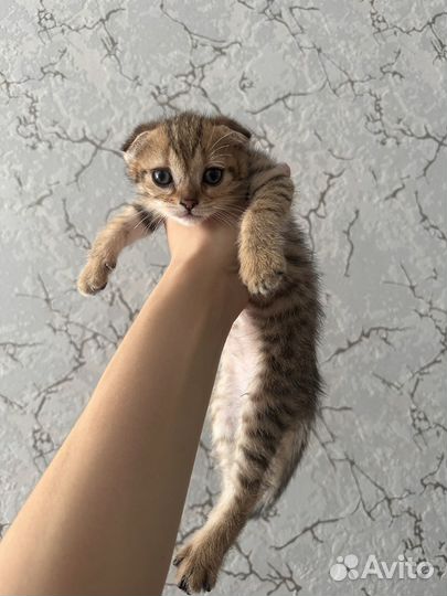 Котята в добрые руки даром