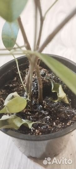 Фикус бенджамина саженец