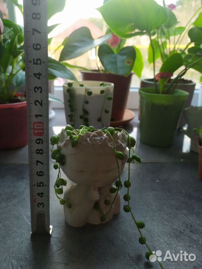 Крестовник роули