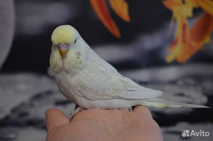 Радужные и осветлённые ввп, чехи