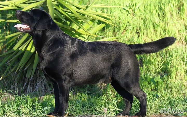 Лабрадор на вязку