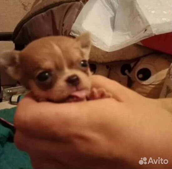 Щенки чихуахуа