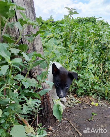 Щенок мальчик