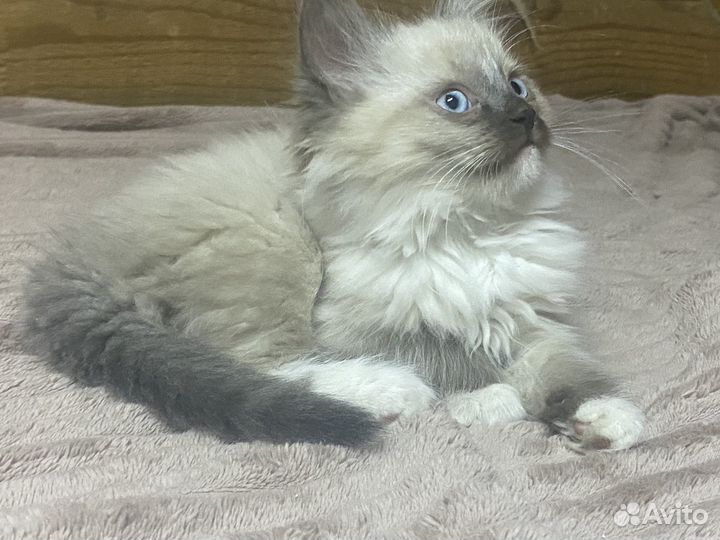 Рэгдолл(клубные)