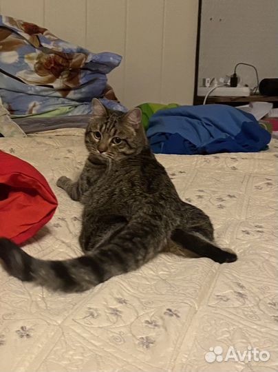 Кот на вязку