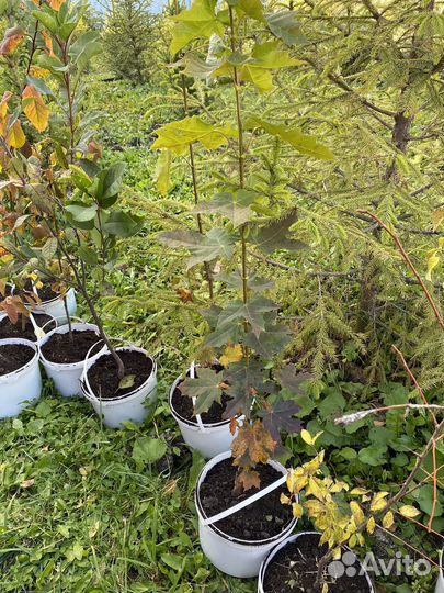 Саженцы сливы, сорт Хопты и Чемальская