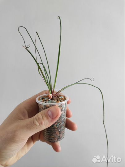 Albuca spiralis