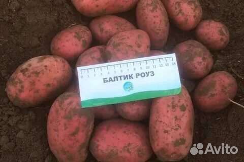 Картошка продажа