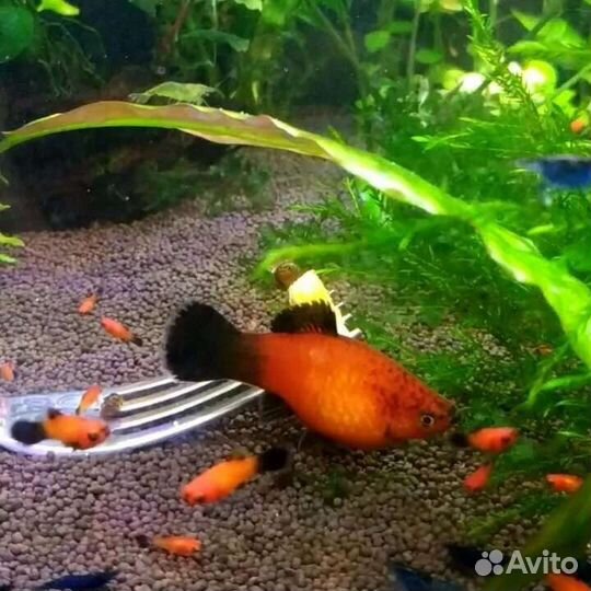 Аквариумные рыбки