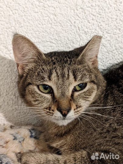 Мотильда ищет дом