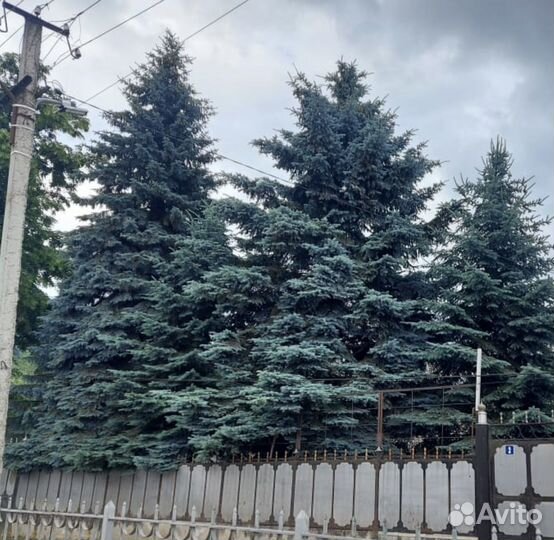 Ель голубая крупномер
