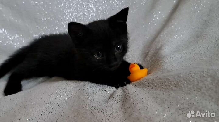 Котёнок в добрые руки. Мальчик
