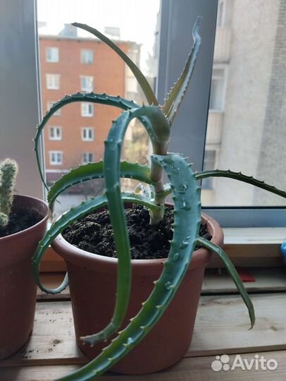 Алоэ, Кактус, денежное дерево (крассула)