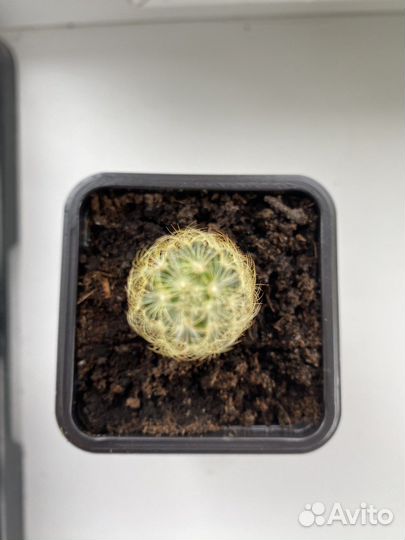 Кактус Маммиллярия Элонгата Желтая (удлиненная)