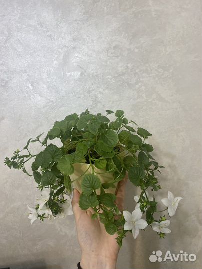 Кампанула невеста