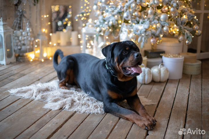 Вязка ротвейлера