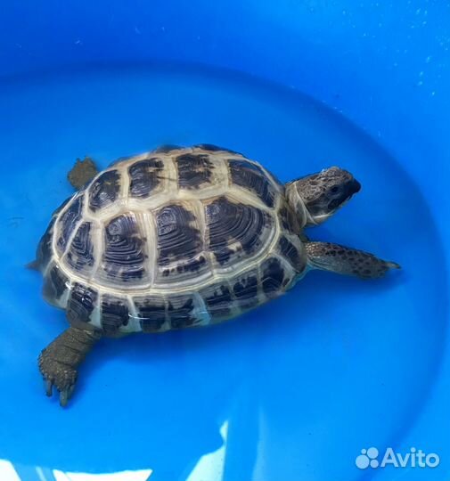 Черепаха