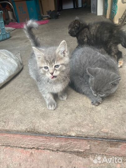 Кошка
