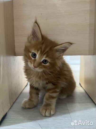 Котята мейн-кун