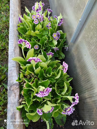 Многолетние цветы