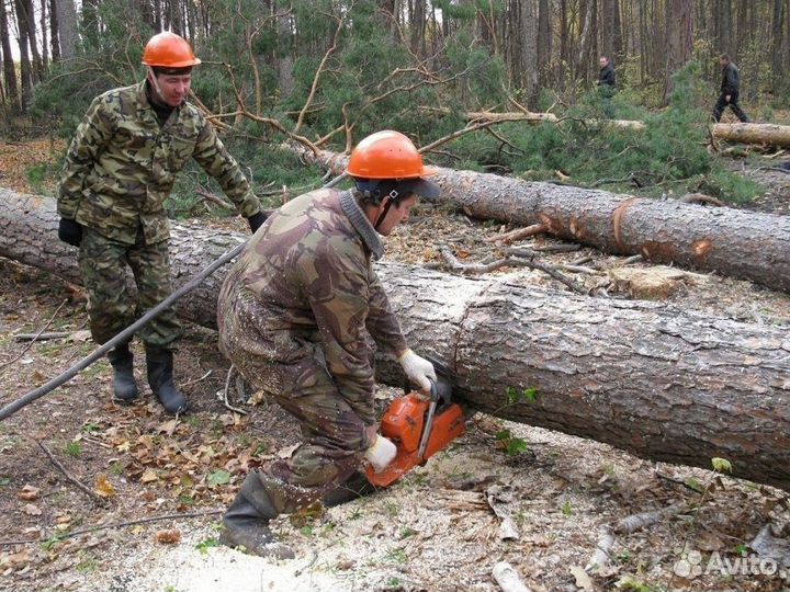Бригада по заготовке леса