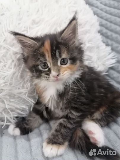 Котята мейн-кун