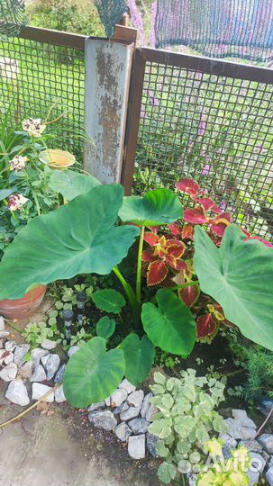 Калоказия эскулата