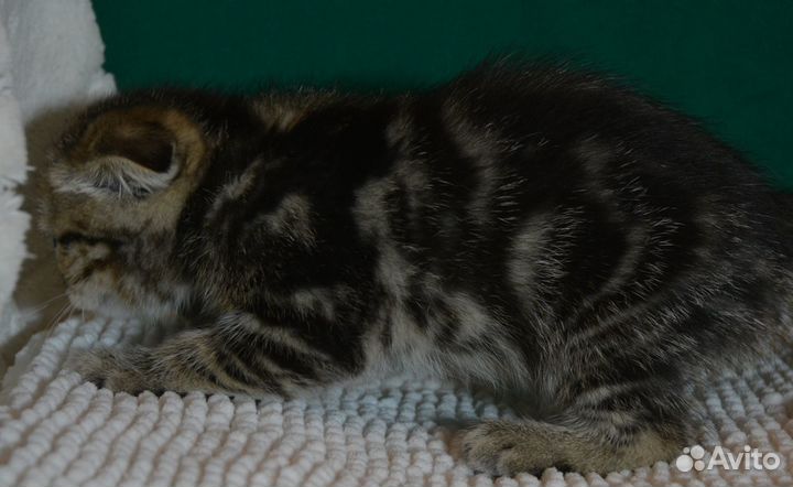 Вислоухая девочка