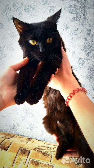 Кошка в добрые руки